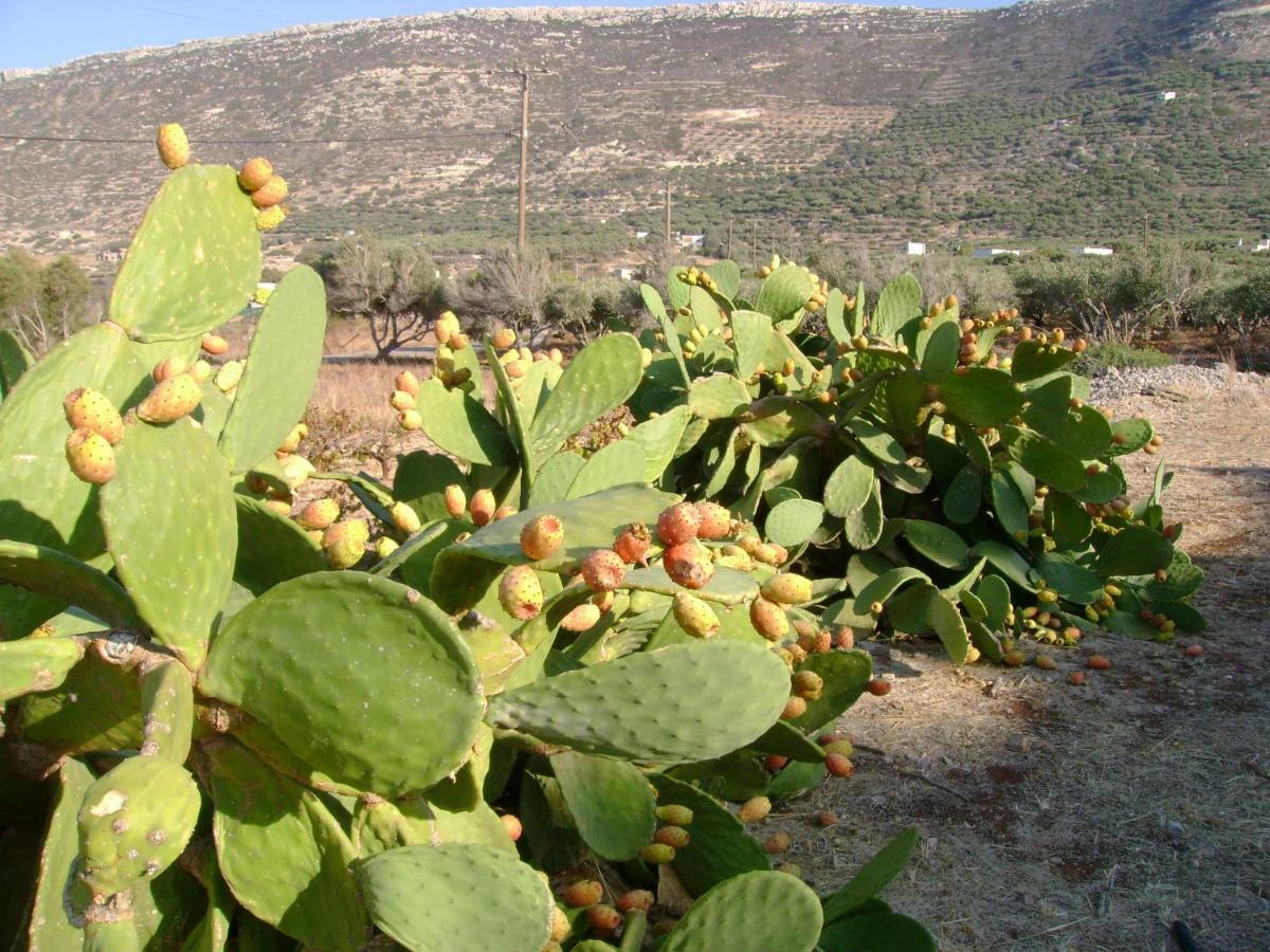 Papadiokampos Maissonete Roussa Limni المظهر الخارجي الصورة
